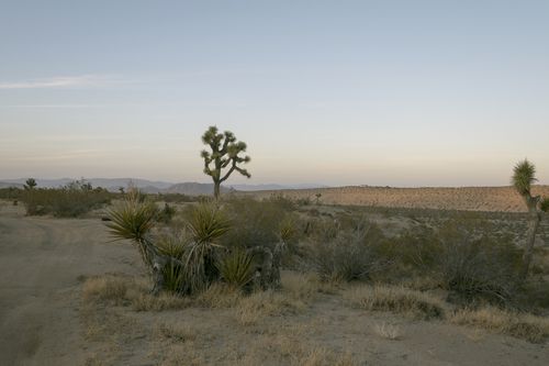 otherdesert2_500.jpg